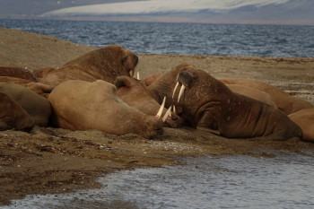 V 107 Poolepynten Walrus 19 8 19