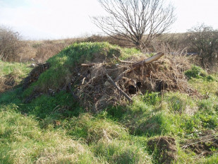 Church Marshes hibernacula 2006