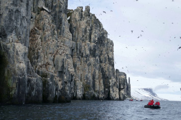 C 202 Alkefjellet Guillemots 22 6 16 K Morgan