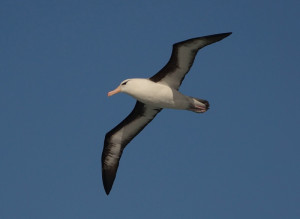X 614 Black browed Albatross 26 1 20 K Morgan
