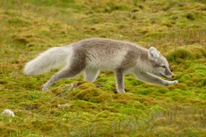 P 146 Alkhornet Arctic Fox 10 8 17