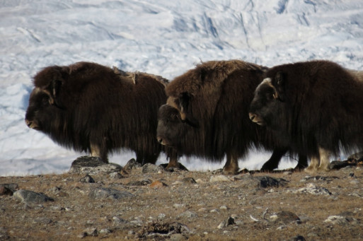 O Eielson glacier Terrassepynt Kevin Morgan 096 Musk Ox 24