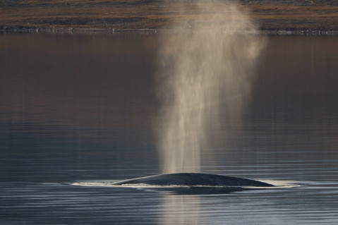 C 222 Blue Whale 22 8 29 K Morgan