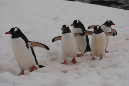 C Culverville 6 1 11 5 Gentoo Penguins in highway K Morgan 12
