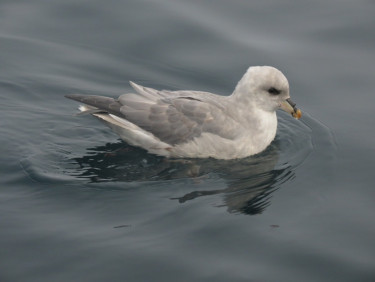 D into the pack ice Kevin Morgan 100 friendly fulmar 3