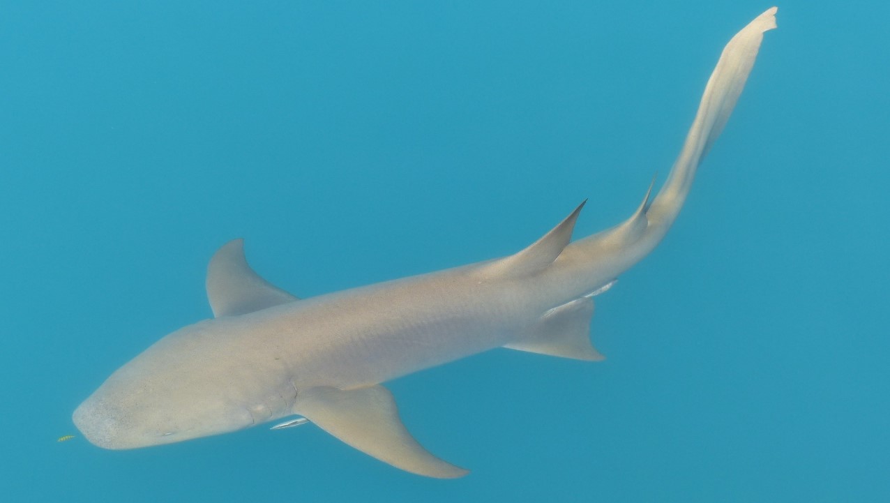 J 203 Horizontal waterfalls 13 8 15 K Morgan 1280x961